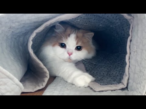 飼い主の邪魔したり、やだやだ駄々をこねる猫がかわいすぎました！