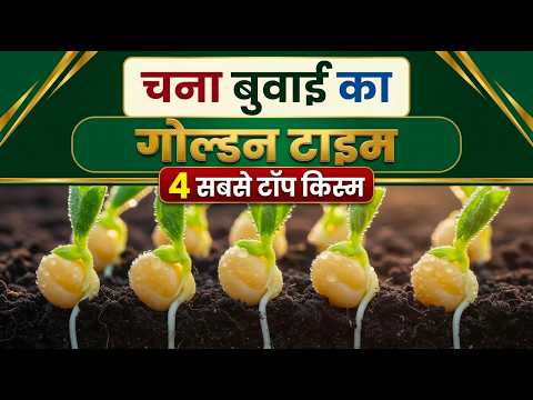 चने की बुवाई का 'गोल्डन टाइम' और 4 सबसे धाकड़ वैरायटी! 1 एकड़ में 15 क्विंटल पैदावार 🌾