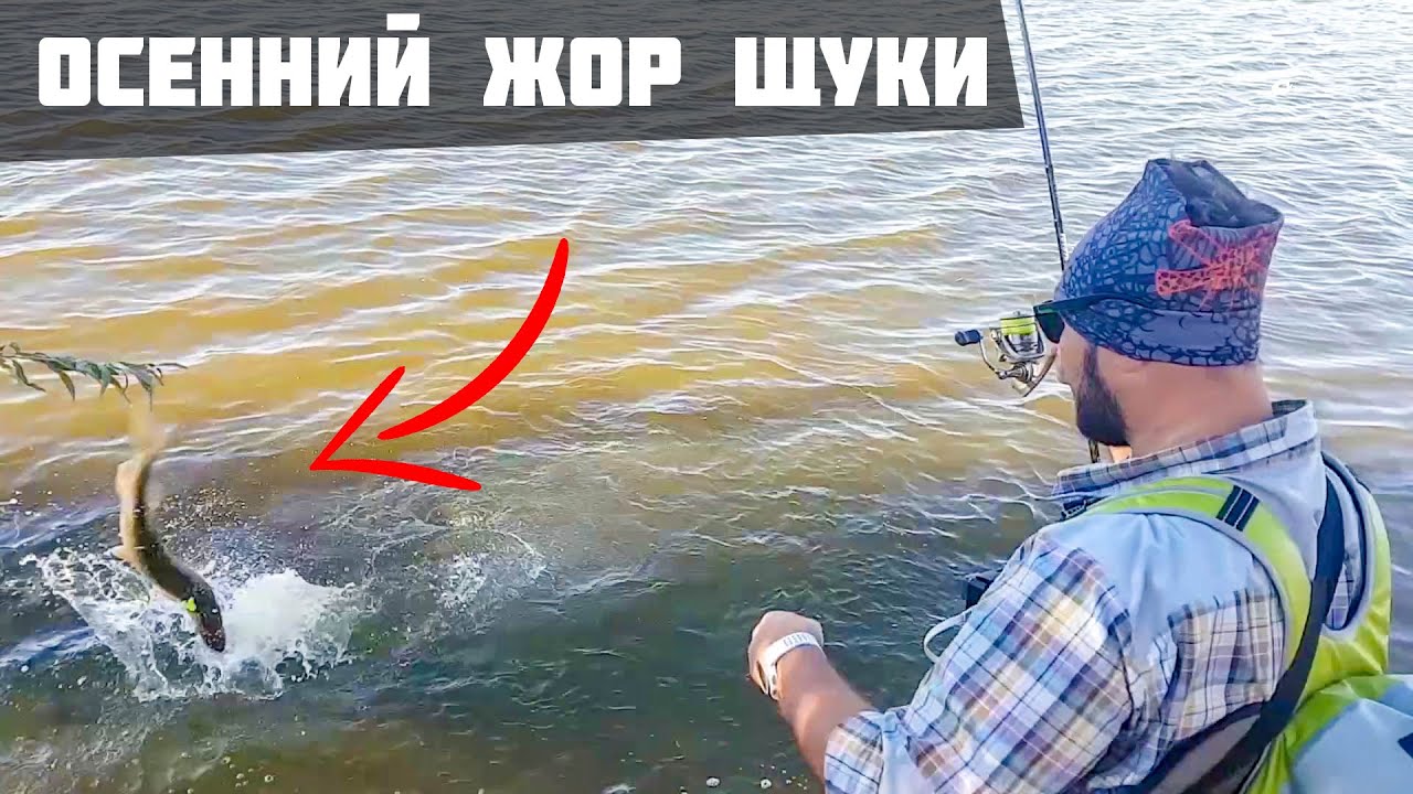 Осенний жор щуки. Джиг и крупные твистеры. Леонидыч на рыбалке