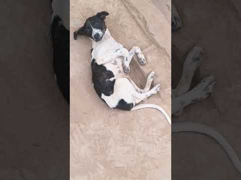 mai koi jadugar nhi hu😍 #funny #comedy