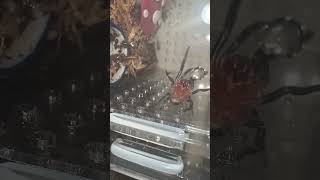 Baby Spider Water Droplet