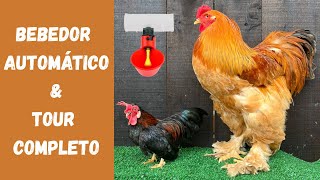 Mostrando TODA a criação | Coração Campeiro