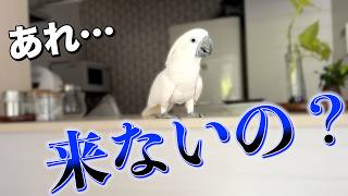 【持って来い】大好物でも動かない甘え鳥オウムの謎な行動