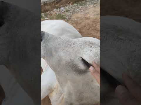 धूप का आनंद लेते हुए नंदी महाराज #bullfarm #animals #bull #indiancow #desi_bull.
