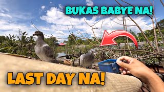 KINUHA NA DALAWANG KALAPATI KO