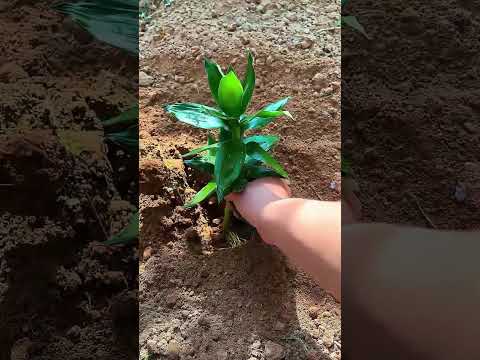 MS132038 <strong>mini</strong> rotary tillage and ridging all-<strong>in</strong> one tree 🌲 short view#subscribe