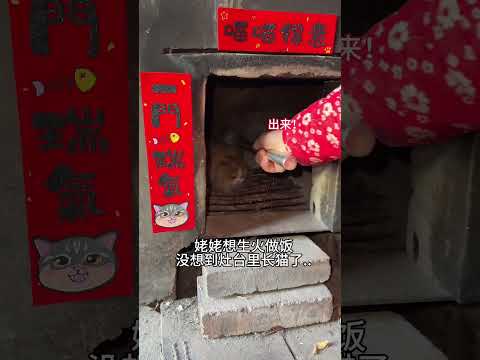 【#雪球日记】天冷了,灶台长猫了 #猫咪的迷惑行为