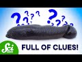 Leech-Derived DNA in Conservation