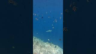 Wildlife @malahinikudabandosresort5757 #travel #maldives #snorkeling #diving #male
