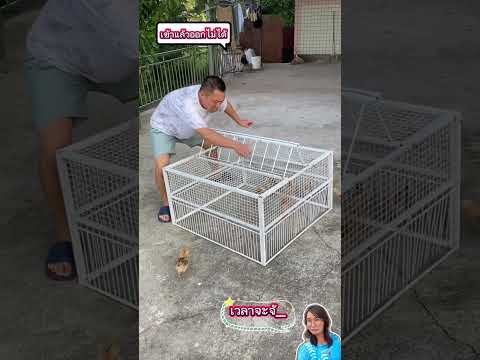 พะเนียดดักไก่ดักนกเหมาะสำหรับคนเลี้ยงไก่ #ไอเดีย #คนเลี้ยงไก่