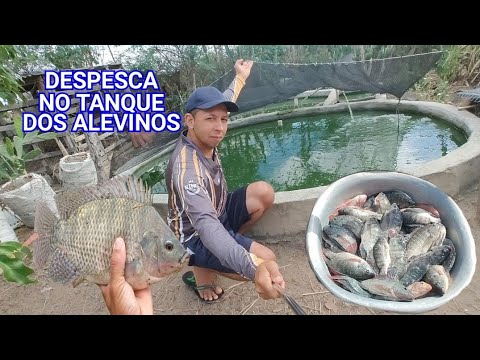 DESPESCA SURPREENDENTE DO SISTEMA DE ALEVINAGEM