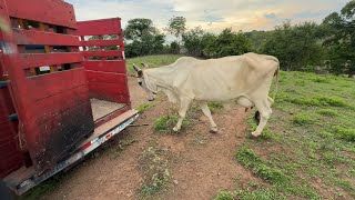 😱 Wow mira que fácil cargamos las vacas 