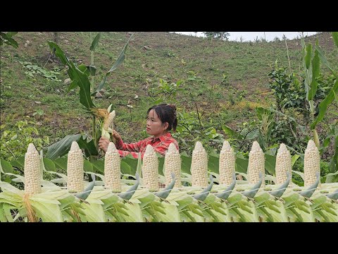 Sticky corn sells well, the best type of sticky corn