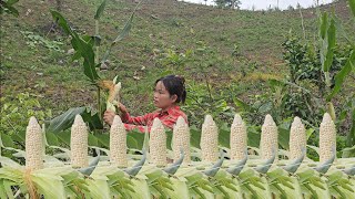 Sticky corn sells well, the best type of sticky corn