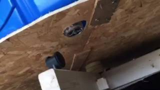 Duck Coop Pool Lazy Susan