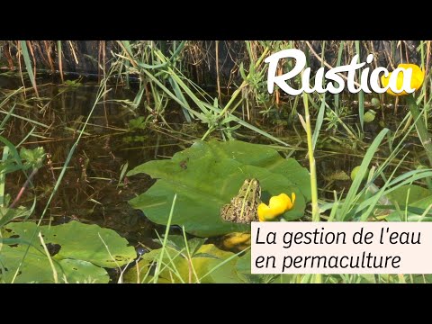 L'entretien de l'eau dans un bassin en permaculture