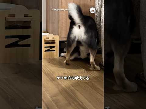 猫の動画サムネイル - ＊「ワン！ワン」｜PECO