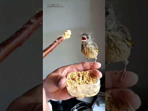 Baby bird feeding #babybird #shorts