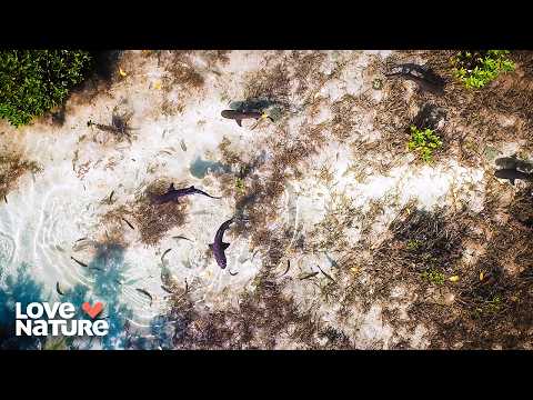 Survivors of Extinction | Animal Empires 102