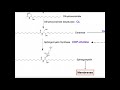 Sphingolipid Biosynthesis and Function