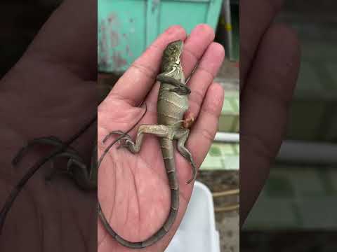 Chào mừng em đến với thế giới ☺️ #rồngnammỹ #iguana