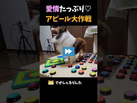 愛情たっぷり♡アピール大作戦【会話ボタンでしゃべる犬】 #shorts #犬
