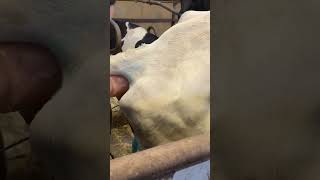 Cute Cattle Feeding.Healing Cows On the Farm #farm #cow #farming #farmlife #dairy