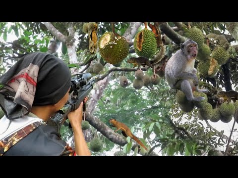 BERBURU HAMA NAKAL YANG MENGHABISKAN BUAH DURIAN PETANI ..