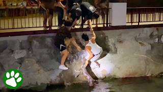 Brave Men Jump in River To Save Dog