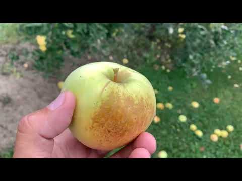 Hawaii Apple Tasting