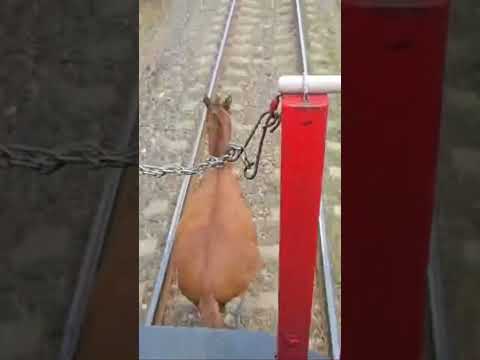 🐎 vs 🚂 🚃🚃🚃