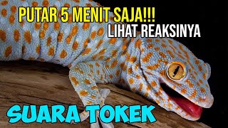 LIVE STREAMING MERGE FELLAS - ANOMALI BRANROT
