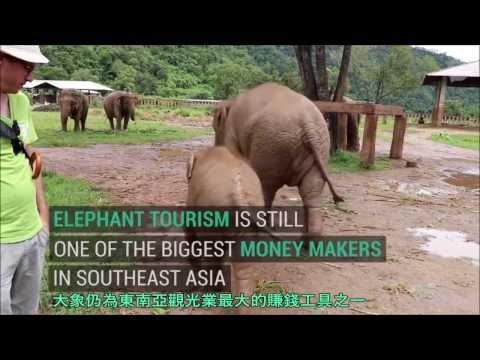 去泰國玩請拒騎大象或看大象表演 ! The Ugly Truth About Elephant Back Rides - YouTube