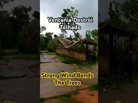 Ventania dobra as árvores e arranca telha de amianto | wind bends the trees and plucks asbestos tile