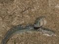 California Grunion: A Unique Beach Visitor