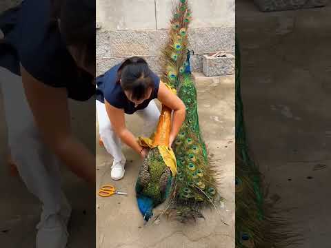 🦚 Peacock Rescue Gone Wrong! 🥺 #Shorts