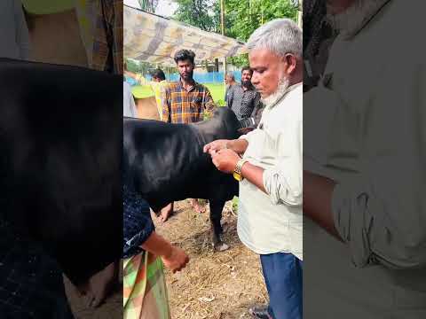 ও নো ভাই #shorts