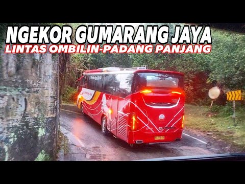 Ngekor Goyangan Bus Gumarang Jaya Bersama Bus Sembodo | Lintas Ombilin Padang Panjang