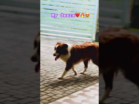 Border collie ഇഷ്ടം ❤️🔥😍