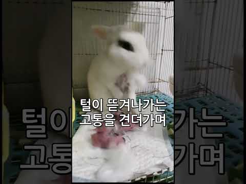 '감동' 토끼가 스스로 자신의 털을 뽑는 이유 '뭉클'