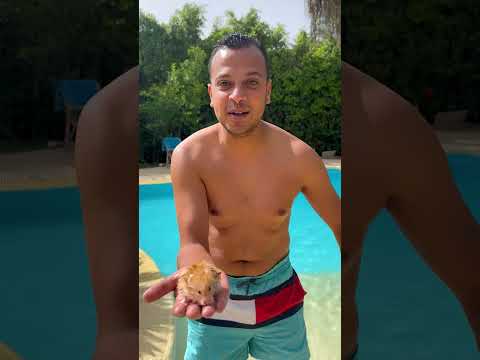 ุงูุญููุงูุงุช ุชุณุชุญู
&animals get showar ๐ซฃ๐ฅต #ุงูุณุจููุฑ #explore #funny #ุถุญู
