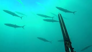 Spearfishing 🎯🤿 🐟 in Egypt 🇪🇬