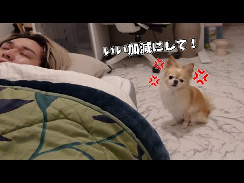 新年寝過ぎる飼い主に呆れて怒る犬がこちらです【起こすシリーズ】