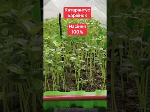Катарантус 🌺Барвінок🌱Як зібрати насіння Катарантусу