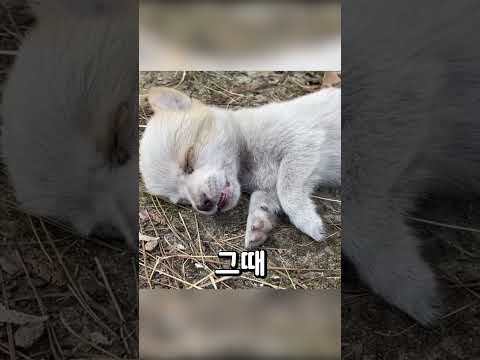 버려진 강아지의 충격적인 모습