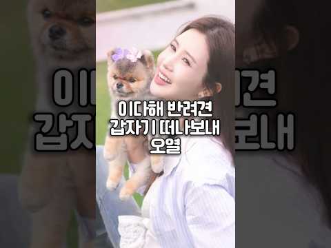 갑자기 떠난 반려견에 이다해 오열