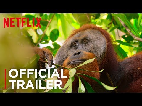 Our Planet | Official Teaser [HD] | Netflix