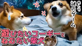遊びに誘うコーギーの圧が強すぎてドン引き柴犬。