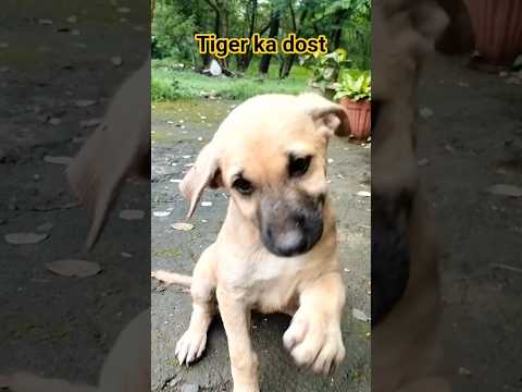 #Tiger ka friend #