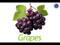 Understanding Grapes